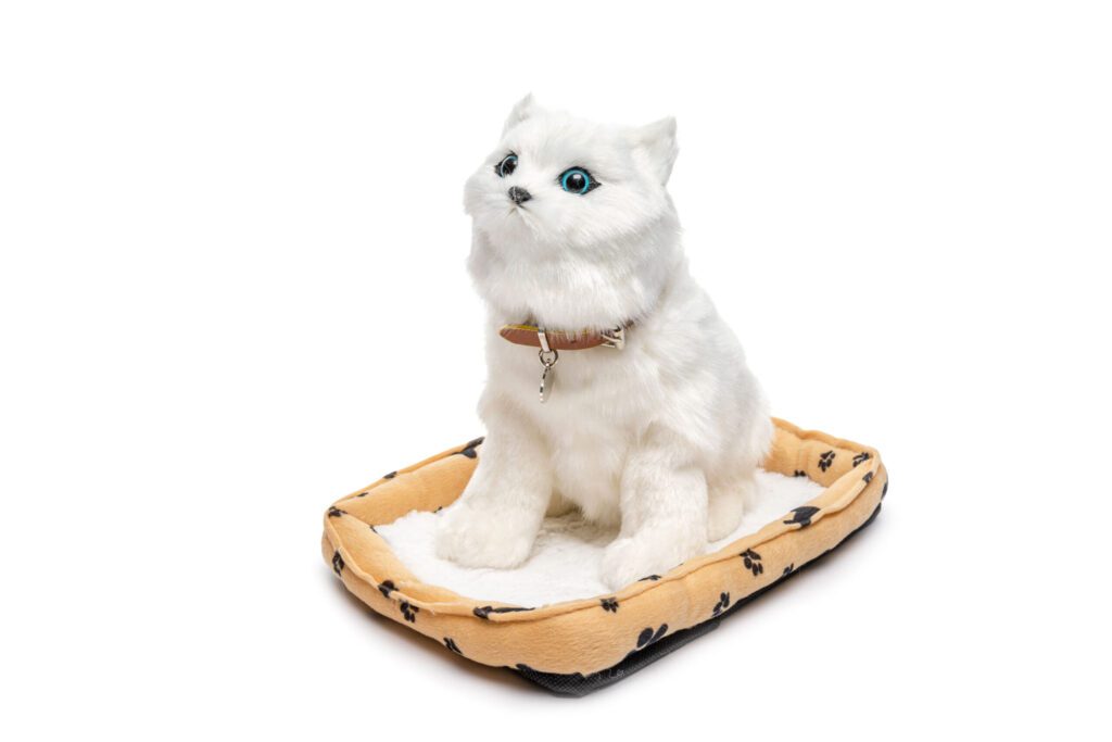 חתול מחמד לבן