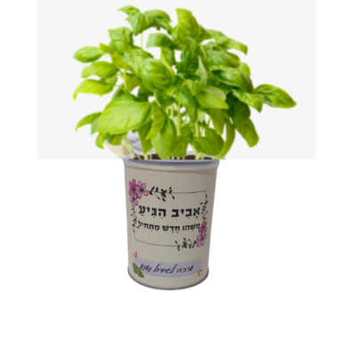 ערכה לגידול נענע פחית
