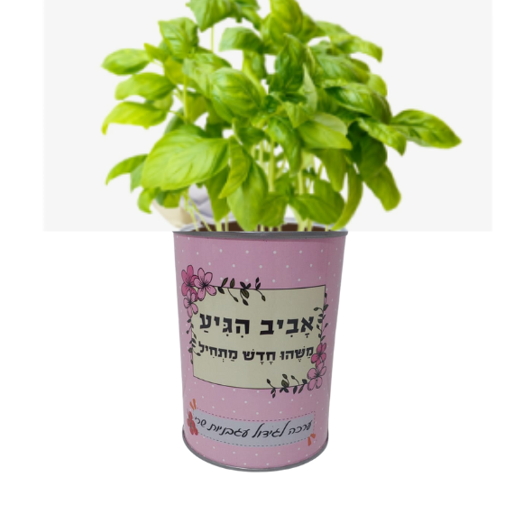 פחית לגידול עגבניות